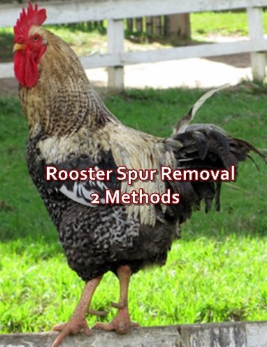 Rooster Spur Removal 2 Methods