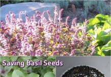 Saving Basil Seeds