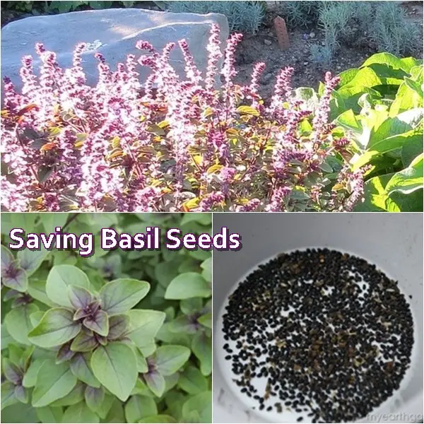 Saving Basil Seeds