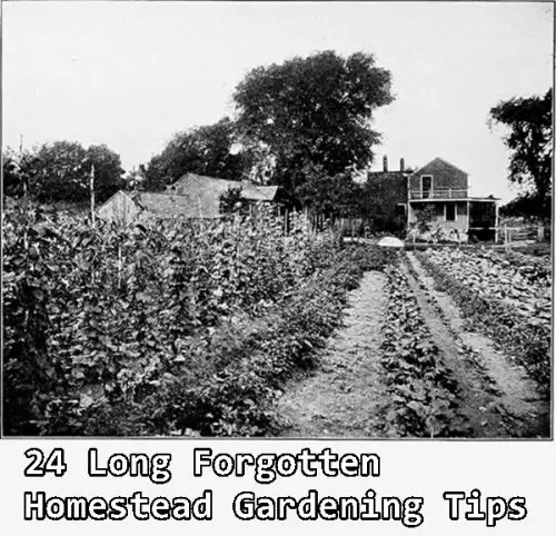 24 Long Forgotten Homestead Gardening Tips 