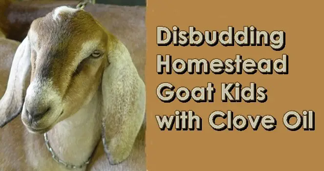 Disbudding Homestead Goat Kids with Clove Oil