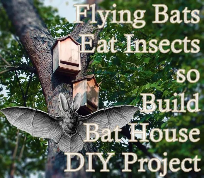 Flying Bats Eat Insects so Build Bat House DIY Project