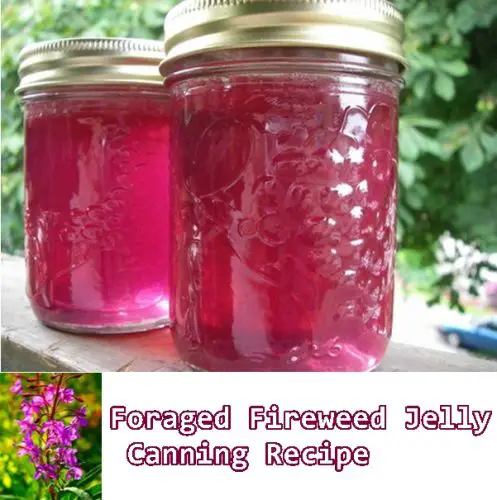 Foraged Fireweed Jelly Canning Recipe
