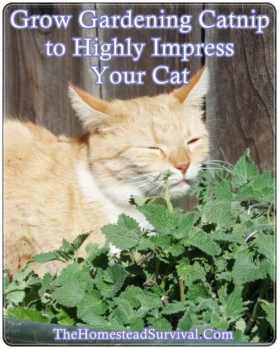 Grow Gardening Catnip to Highly Impress Your Cat