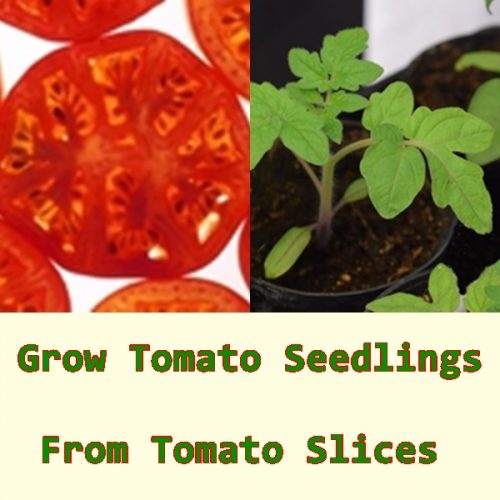 Grow Tomato Seedlings From Tomato Slices