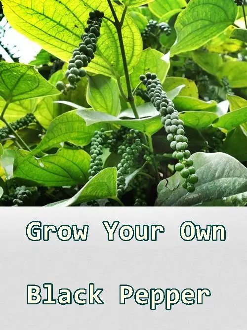 Grow Your Own Black Pepper