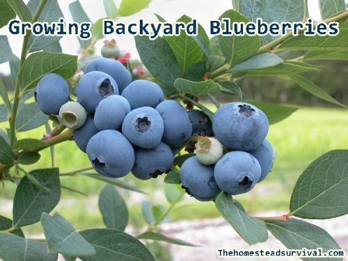 Growing Backyard Blueberries