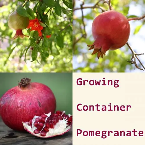 Growing Container Pomegranate