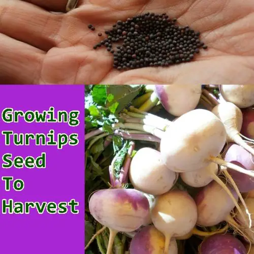 Growing Turnips Seed To Harvest