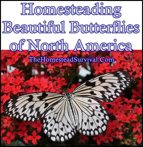 Homesteading Beautiful Butterflies of North America Flowers