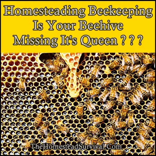 Homesteading Beekeeping Is Your Beehive Missing It's Queen