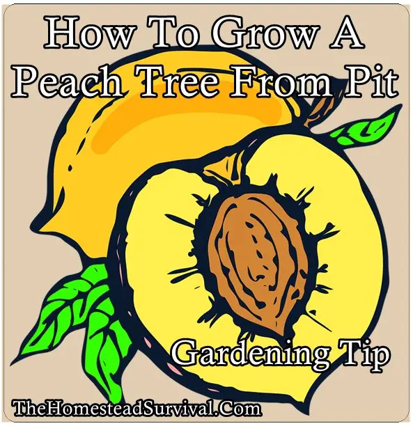 How To Grow Peach Tree From Pit Gardening Tip