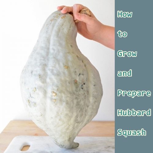 How to Grow and Prepare Blue Hubbard Squash Gardening  Vegetables 
