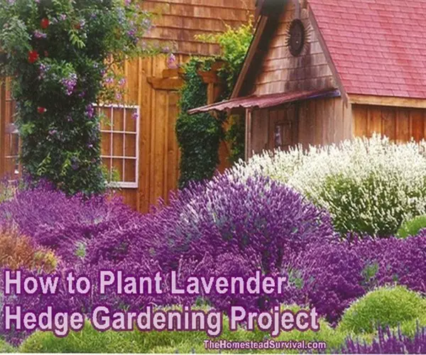 How to Plant Lavender Hedge Gardening Project