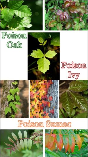 Identify Poison Oak Poison Ivy Poison Sumac Plants - The Homestead Survival