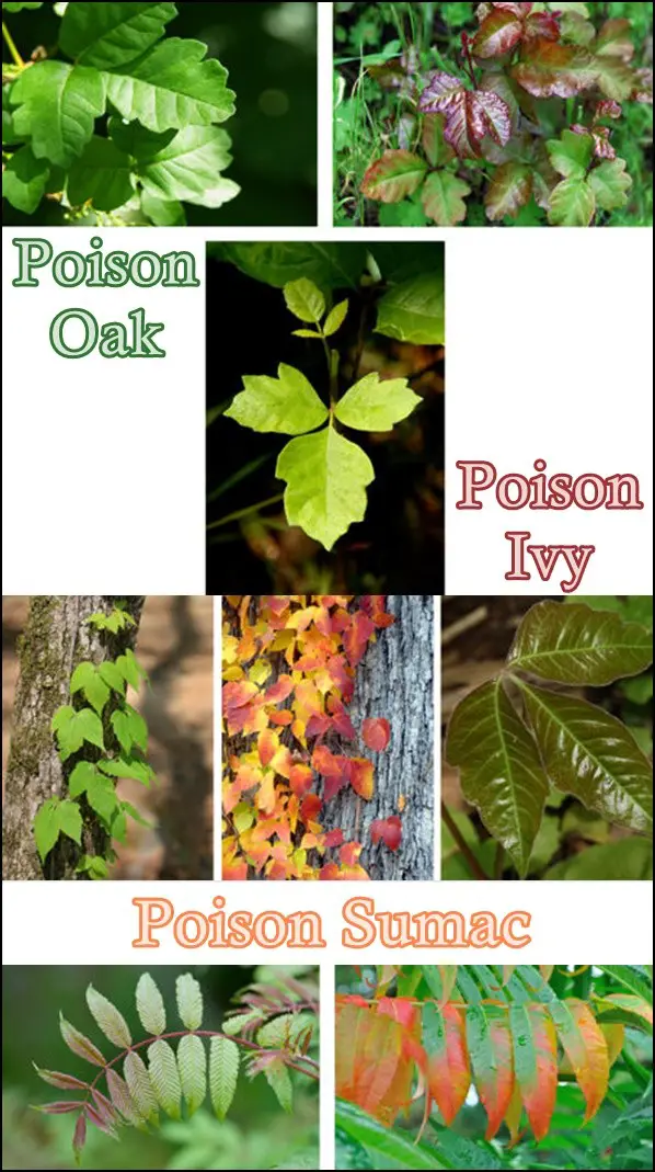 Identify Poison Oak Poison Ivy Poison Sumac Plants
