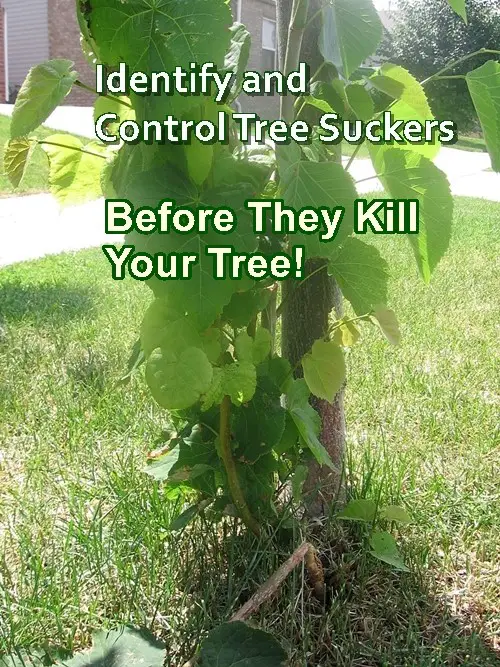 Identify and Control Tree Suckers
