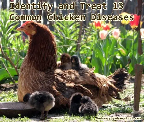 Identify and Treat 13 Common Chicken Diseases 