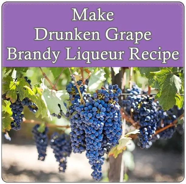 Make Drunken Grape Brandy Liqueur Recipe
