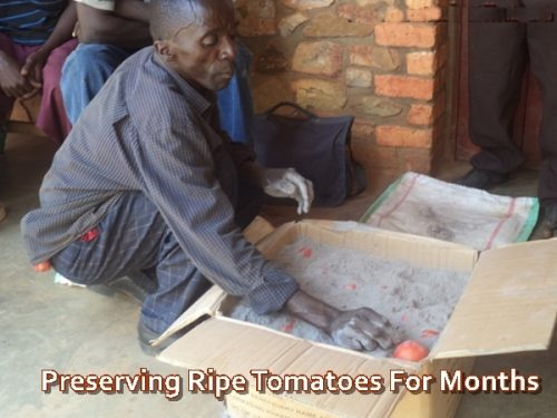 Preserving Ripe Tomatoes For Months with Ashes FOOD STORAGE SKILL 