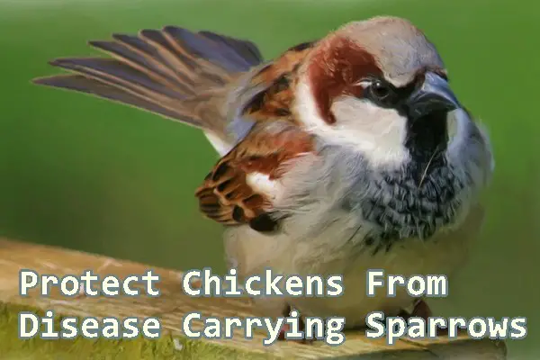 Protect Chickens From Disease Carrying Sparrows