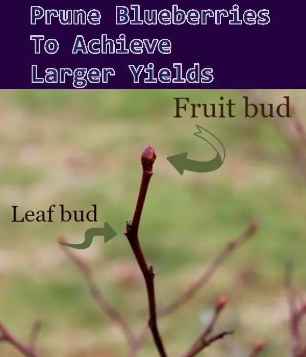 Prune Blueberries To Achieve Larger Gardening Harvest Yields