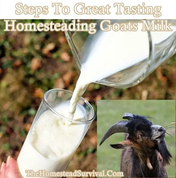 Steps To Great Tasting Homesteading Goats Milk