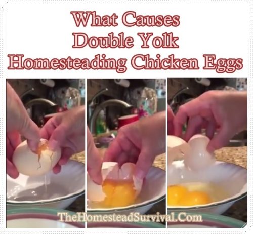 What Causes Double Yolk Homesteading Chicken Eggs 