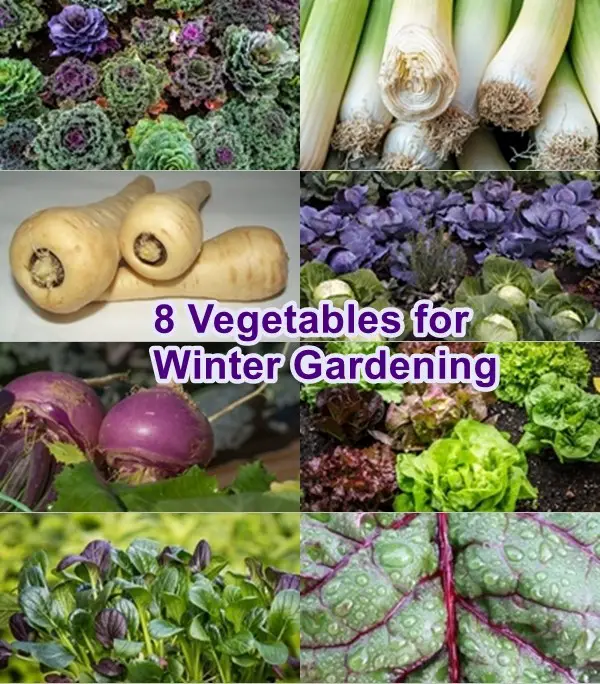 8 Vegetables for Winter Gardening
