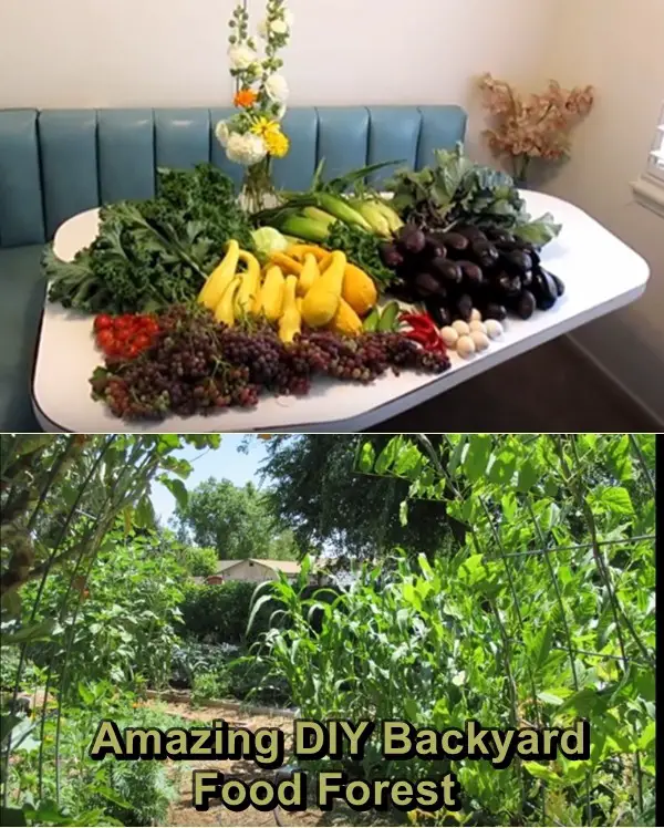 Amazing DIY Backyard Food Forest 