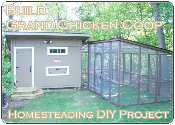 Build Grand Chicken Coop Homesteading DIY Project
