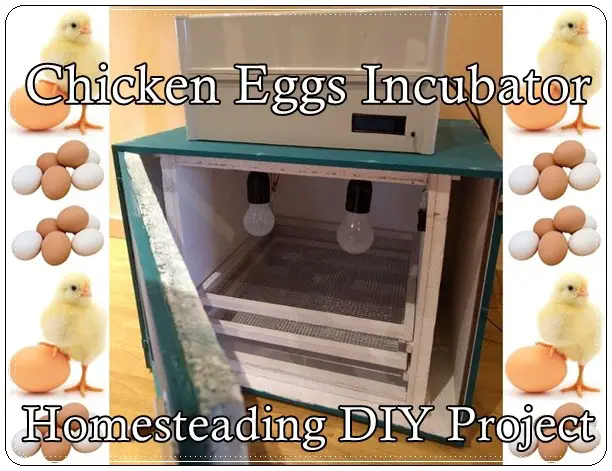 Chicken Eggs Incubator Homesteading DIY Project