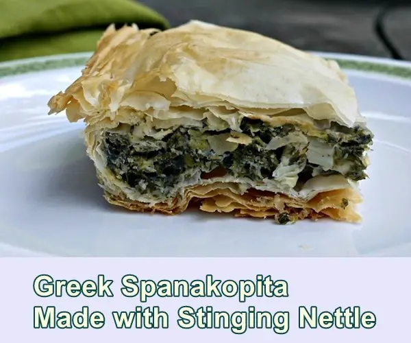 Greek Spanakopita Made with Stinging Nettle