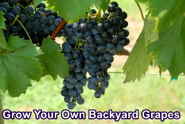 Grow Your Own Backyard Grapes