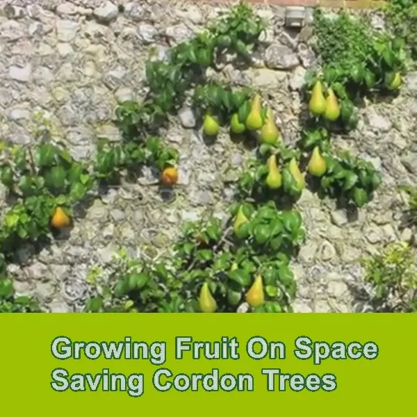 Growing Fruit On Space Saving Cordon Trees