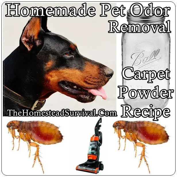 Homemade Pet Odor Removal Carpet Powder Recipe