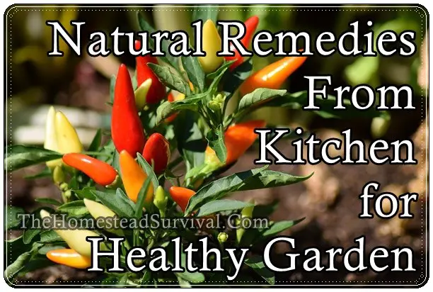 Natural Remedies From Kitchen for Healthy Garden