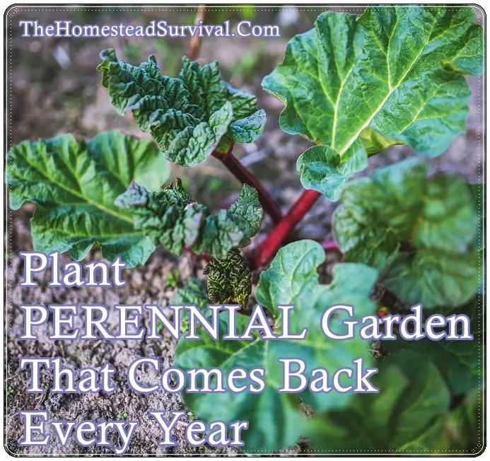 Plant PERENNIAL Garden That Comes Back Every Year