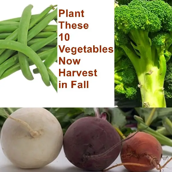 Plant These 10 Vegetables Now Harvest in Fall