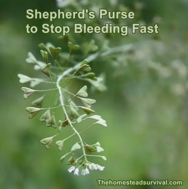 Shepherd's Purse to Stop Bleeding Fast
