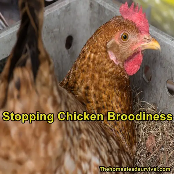 Stopping Chicken Broodiness