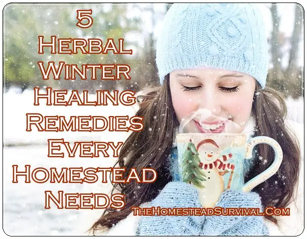 5 Herbal Winter Healing Remedies Every Homestead Needs