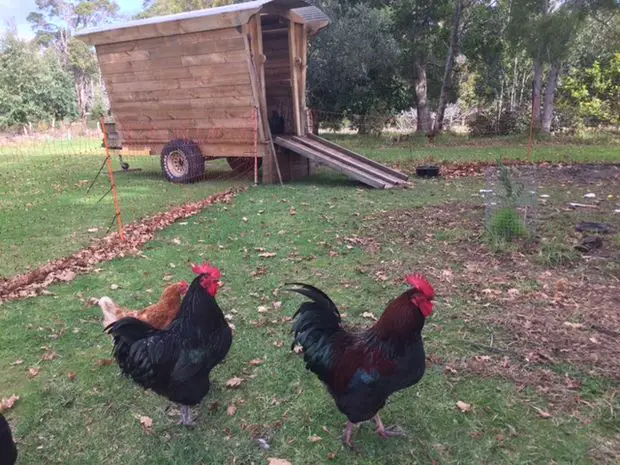 Build Moveable Chicken Coop Wagon Project