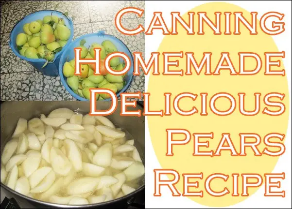Canning Homemade Delicious Pears Recipe