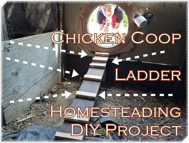 Chicken Coop Ladder Homesteading DIY Project
