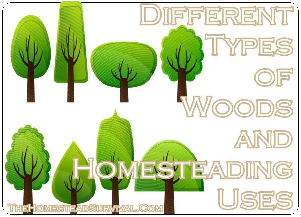 Different Types of Woods and Homesteading Uses