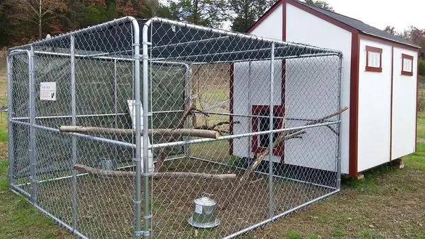 Homemade Garden Shed Chicken Coop Homesteading Project