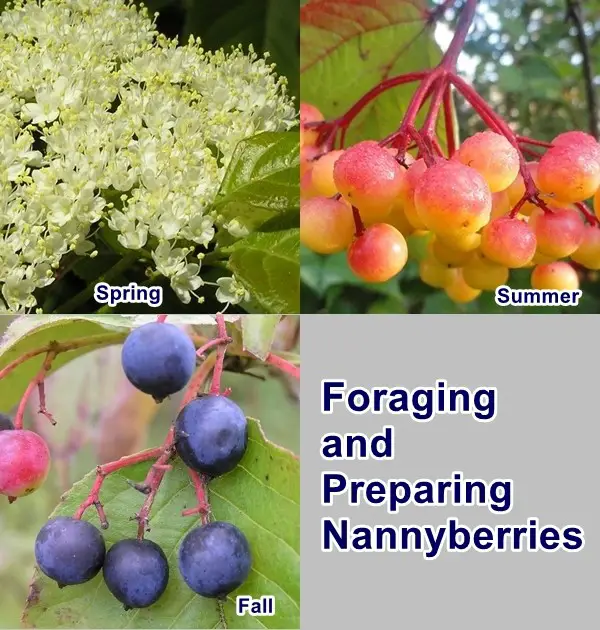 Foraging and Preparing Nannyberries