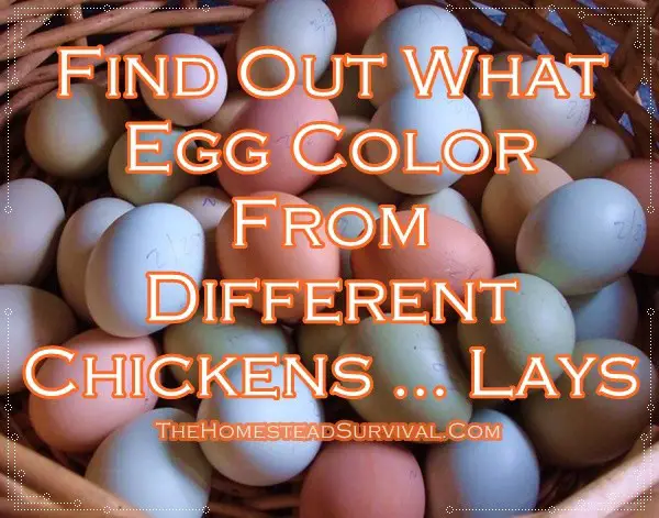 Find Out What Egg Color Different Chickens Lays