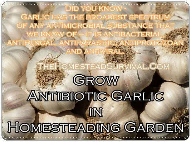 Grow Antibiotic Garlic in Homesteading Garden